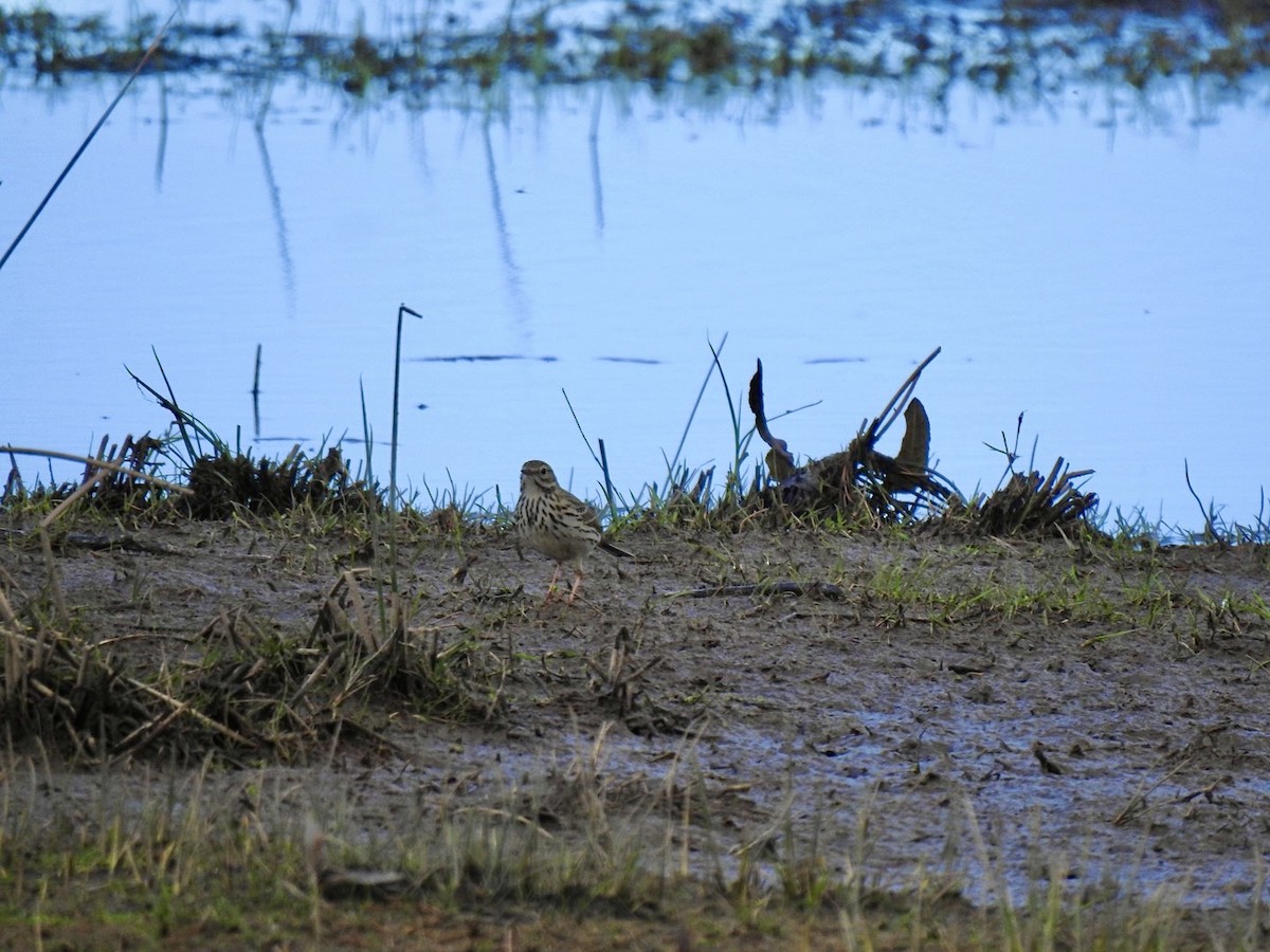 Meadow Pipit - Stephen Bailey