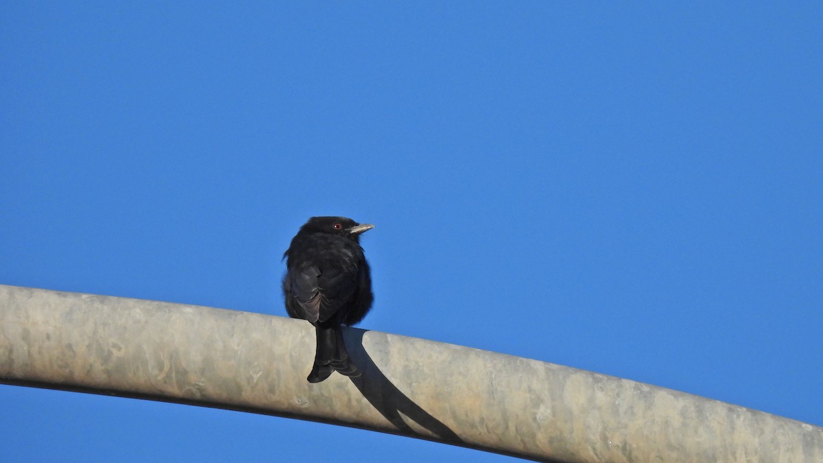 Fork-tailed Drongo - ML618018177