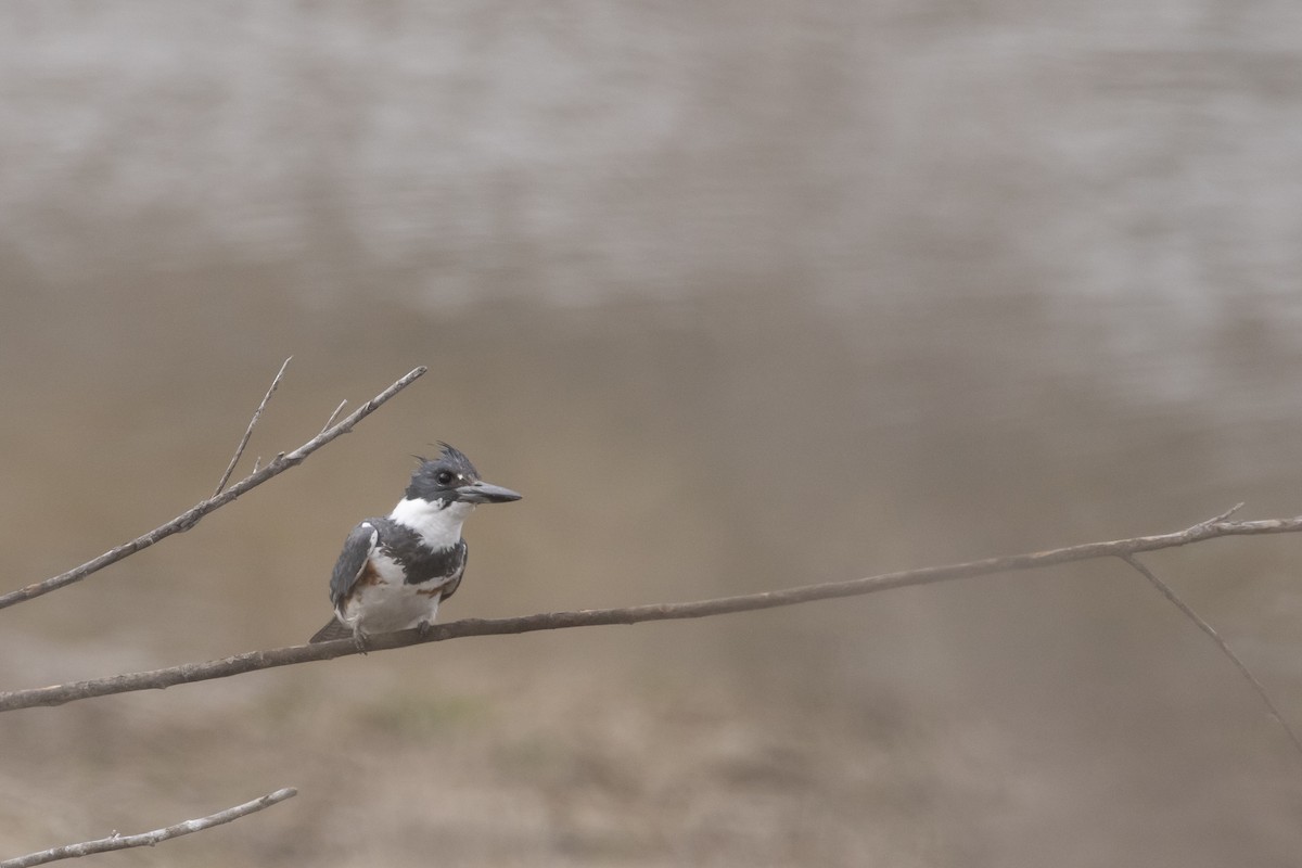 Belted Kingfisher - ML618018181