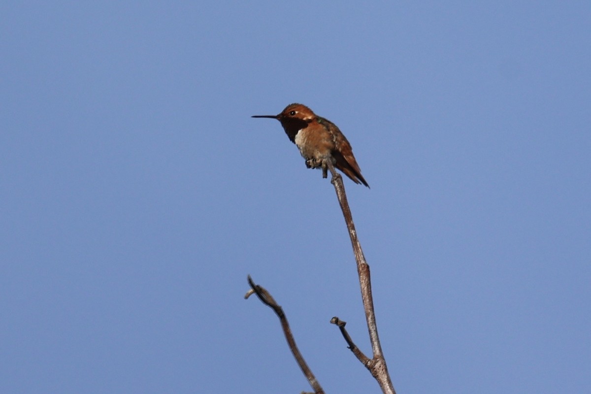 Rufous/Allen's Hummingbird - ML618018191
