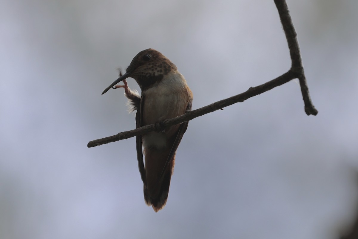 Rufous/Allen's Hummingbird - ML618018192