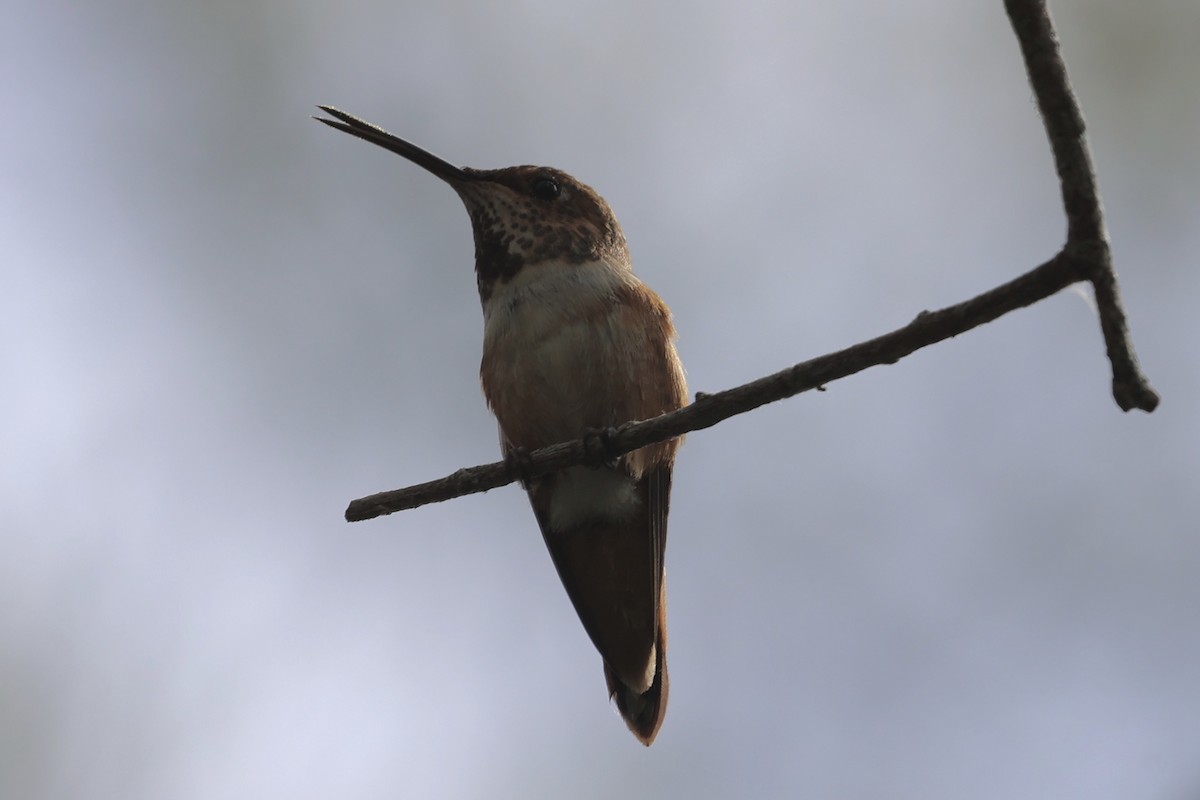 Rufous/Allen's Hummingbird - ML618018193
