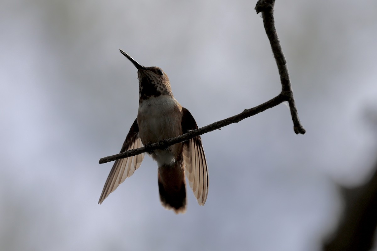 Rufous/Allen's Hummingbird - ML618018194