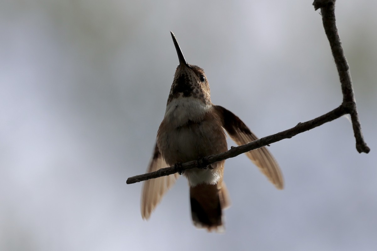 Rufous/Allen's Hummingbird - Ann Stockert