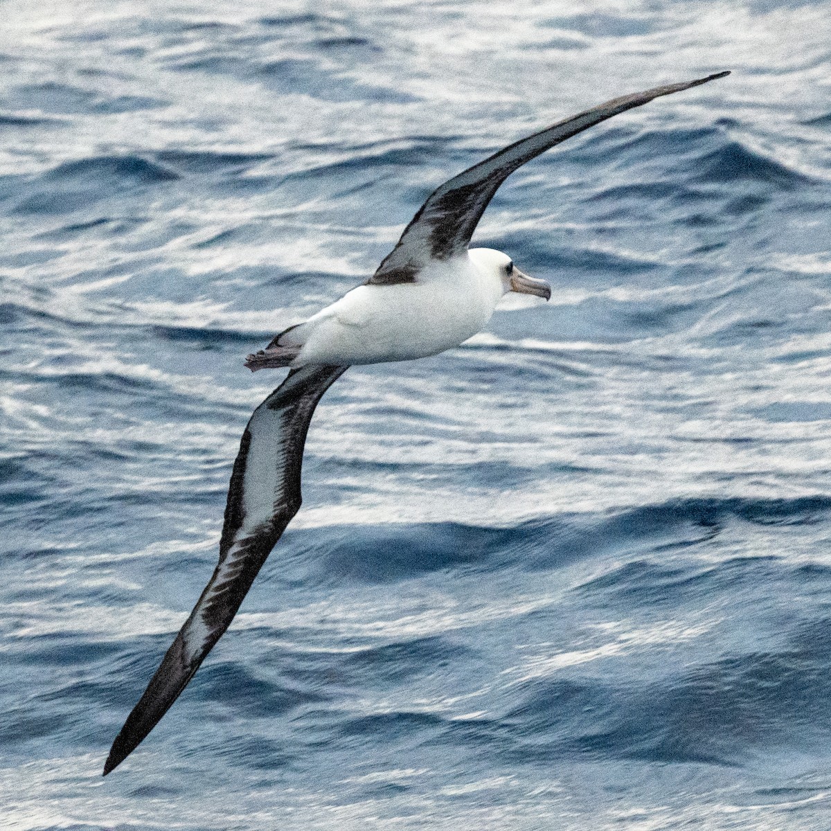 Laysan Albatross - Steve McInnis