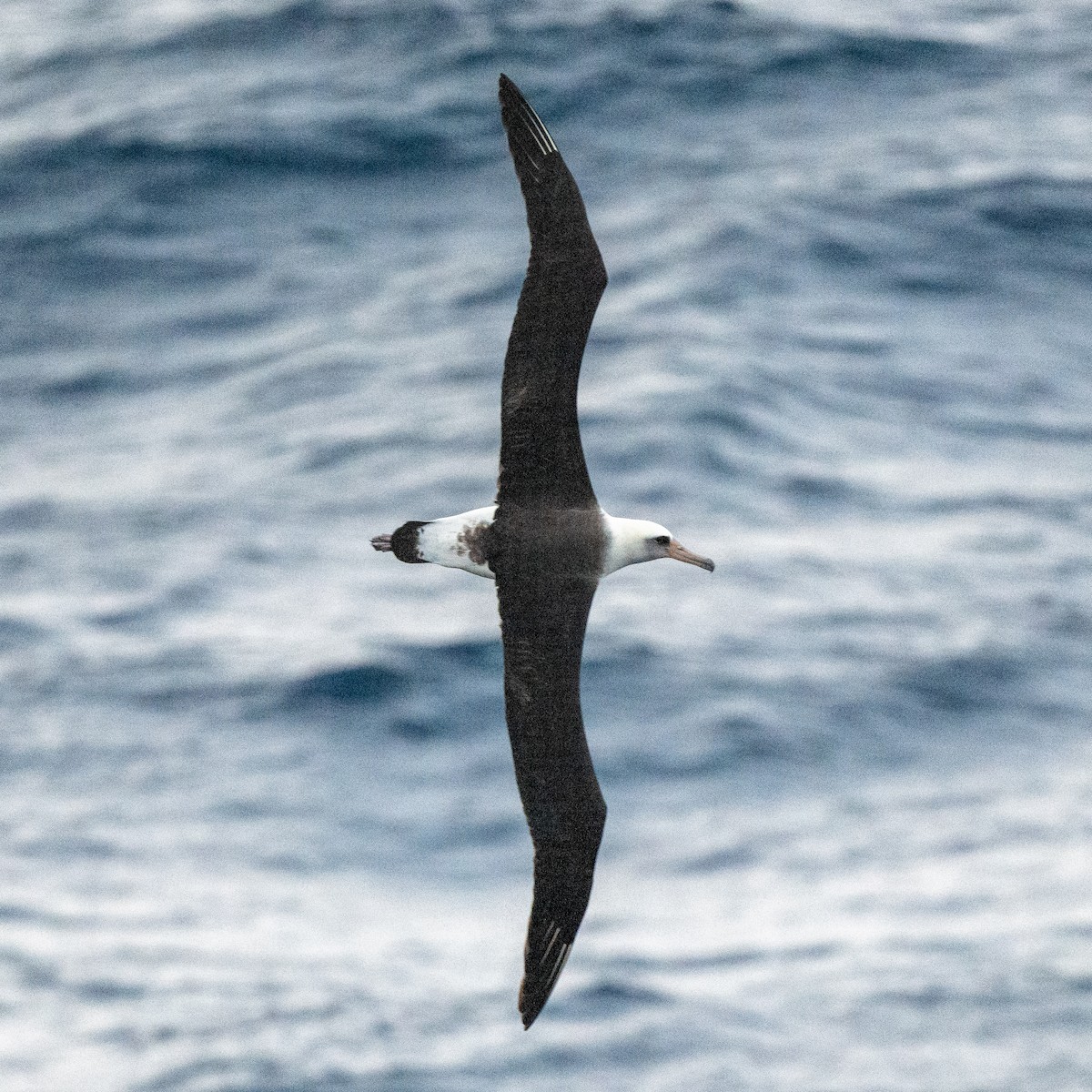 Laysan Albatross - ML618018200