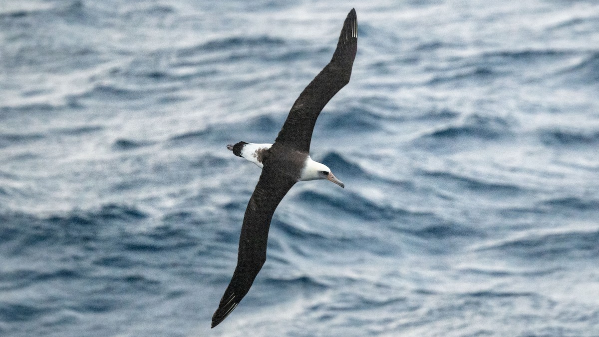 Laysan Albatross - Steve McInnis