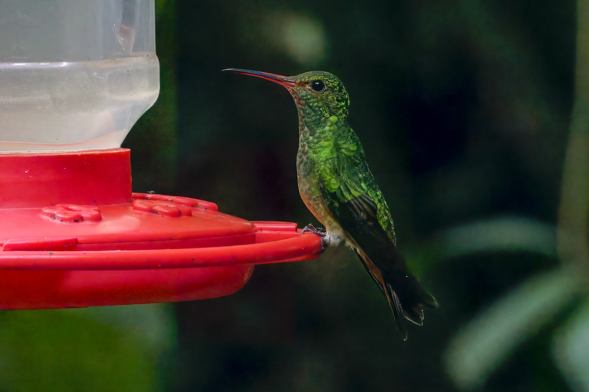 kolibřík křivozobý - ML618018203
