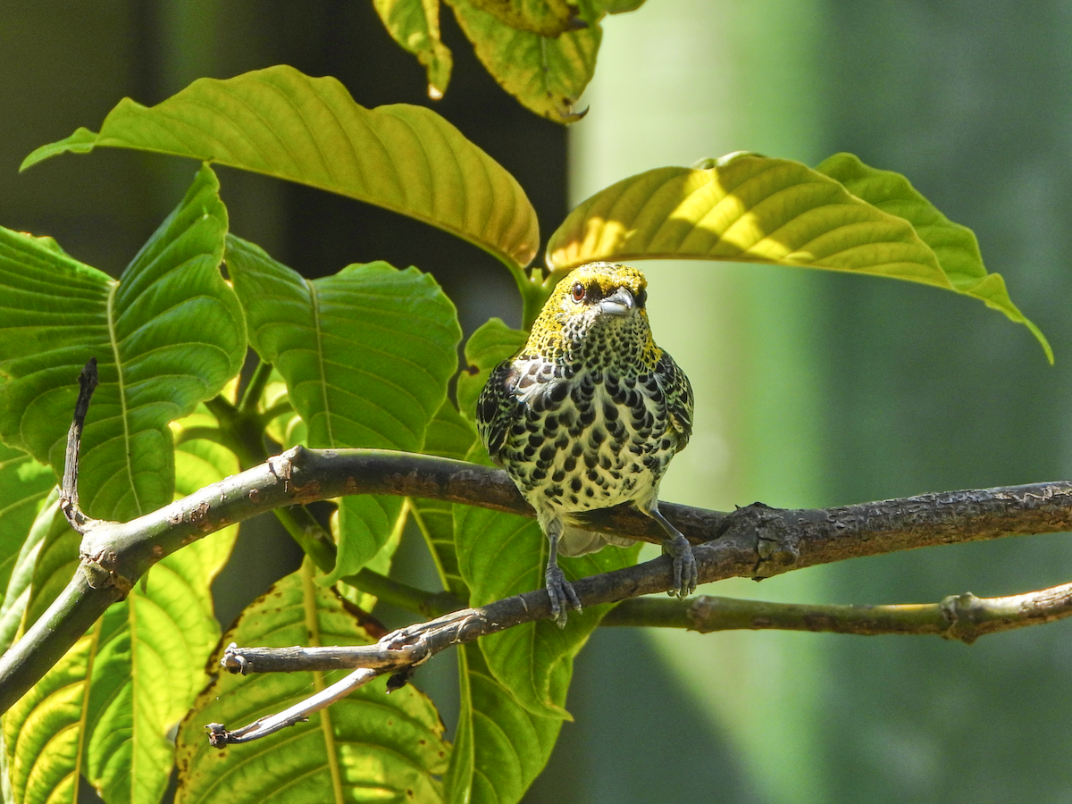 Speckled Tanager - ML618018209