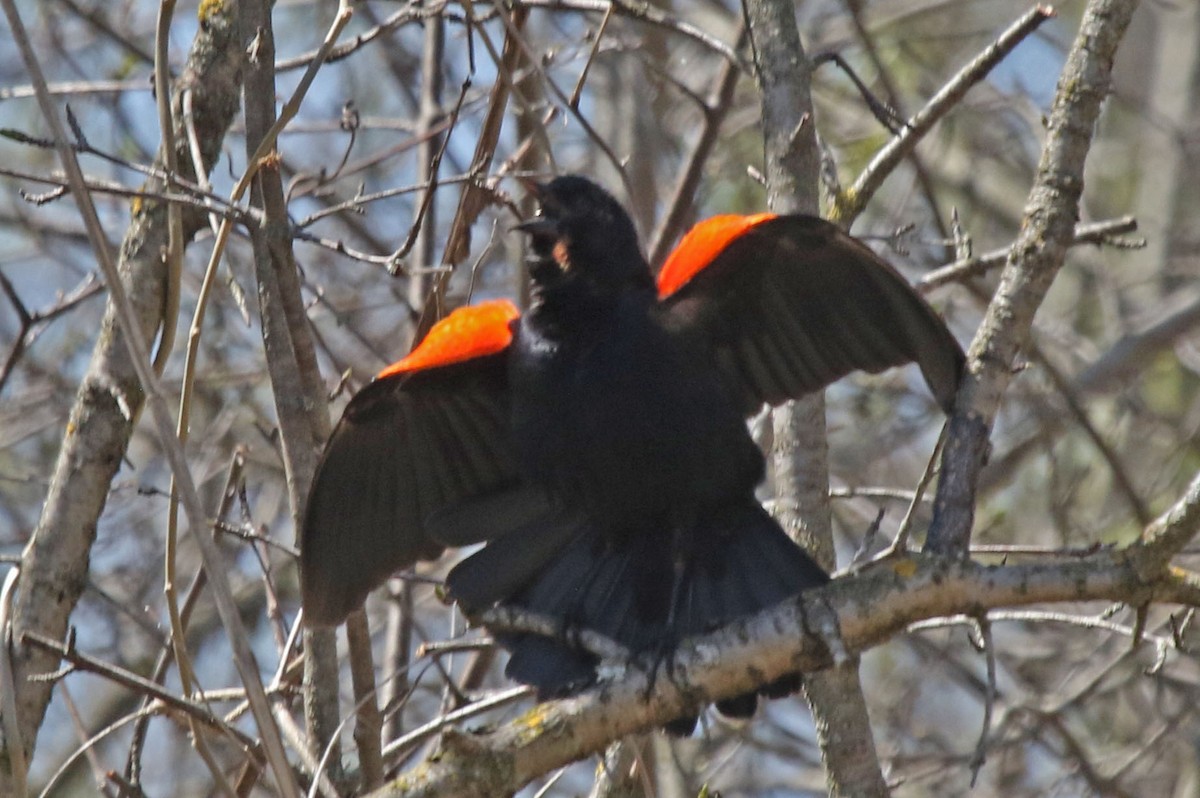 Red-winged Blackbird - ML618018215