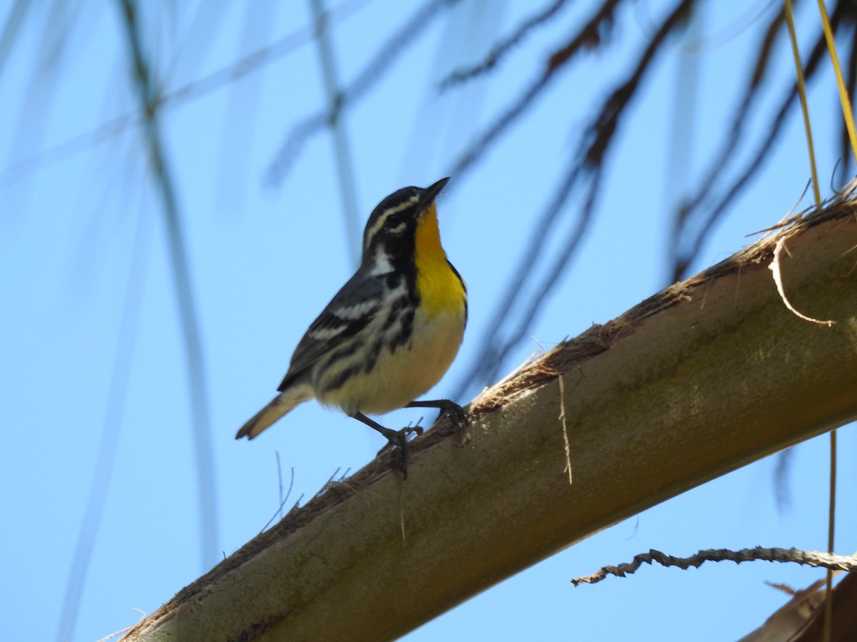 Yellow-throated Warbler - Marco Costa