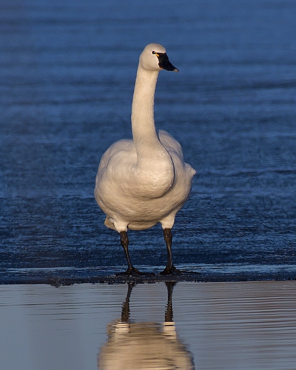 Tundra Swan - Pierre Noel