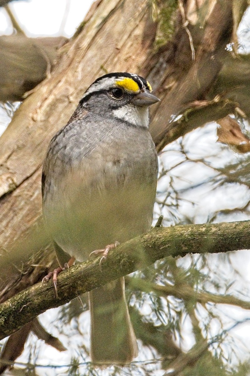 White-throated Sparrow - ML618018258