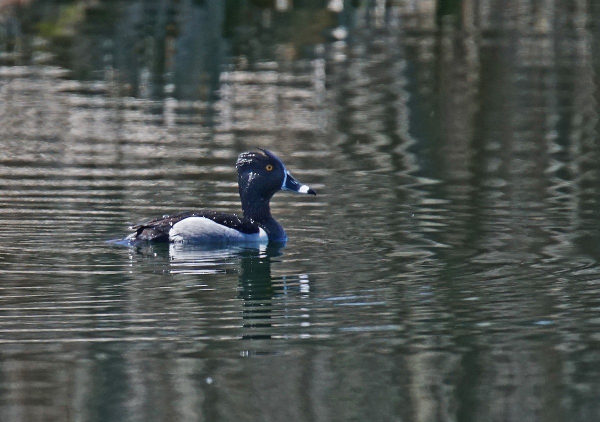 Ring-necked Duck - ML618018259
