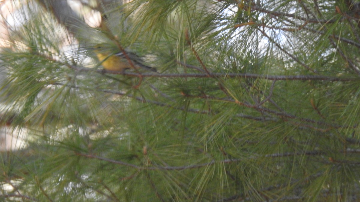 Pine Warbler - Anca Vlasopolos