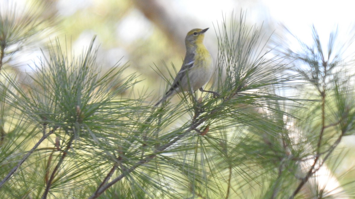 Pine Warbler - Anca Vlasopolos