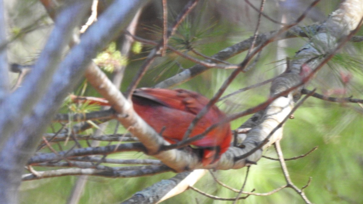 Northern Cardinal - Anca Vlasopolos