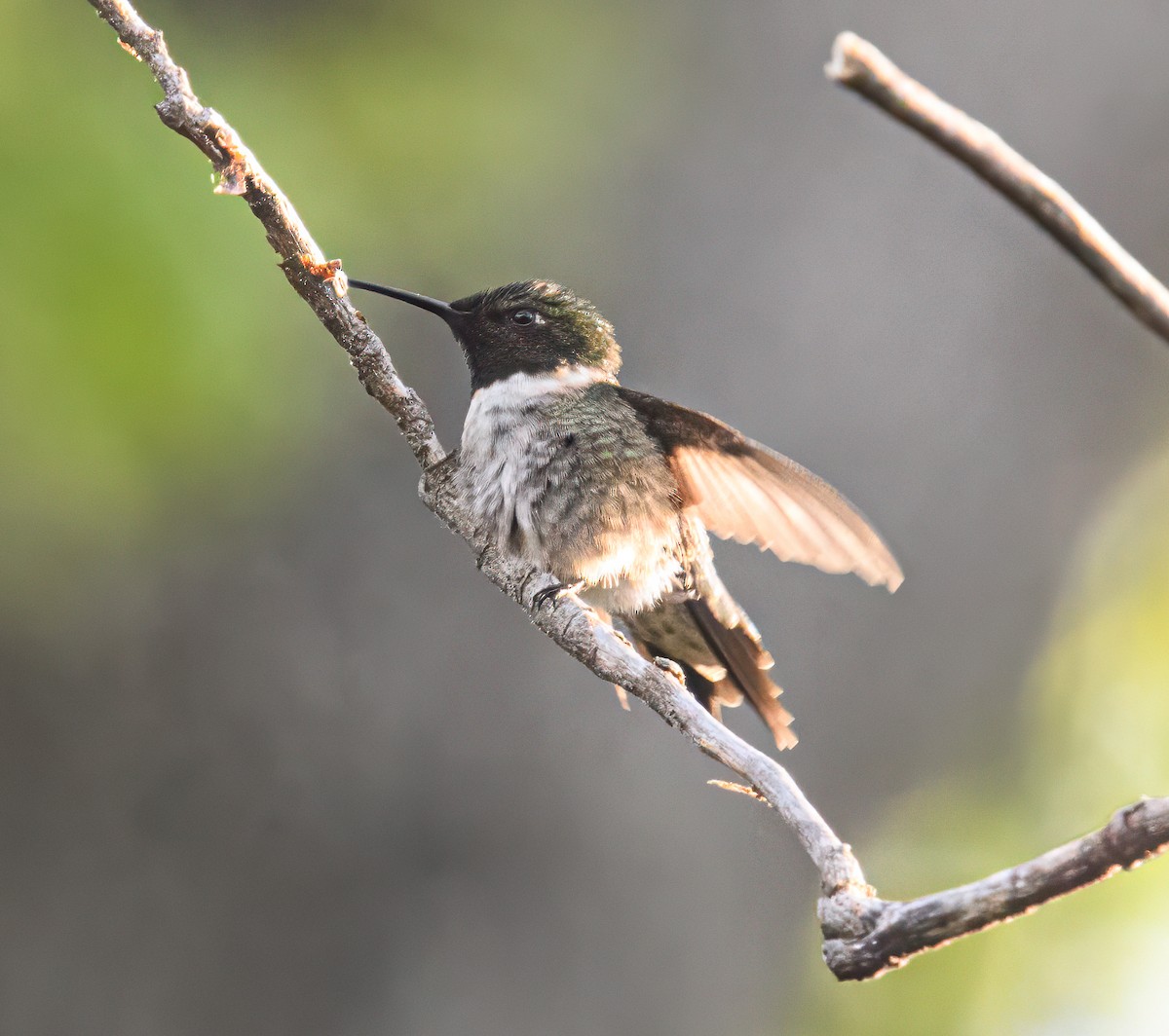 Ruby-throated Hummingbird - ML618018278