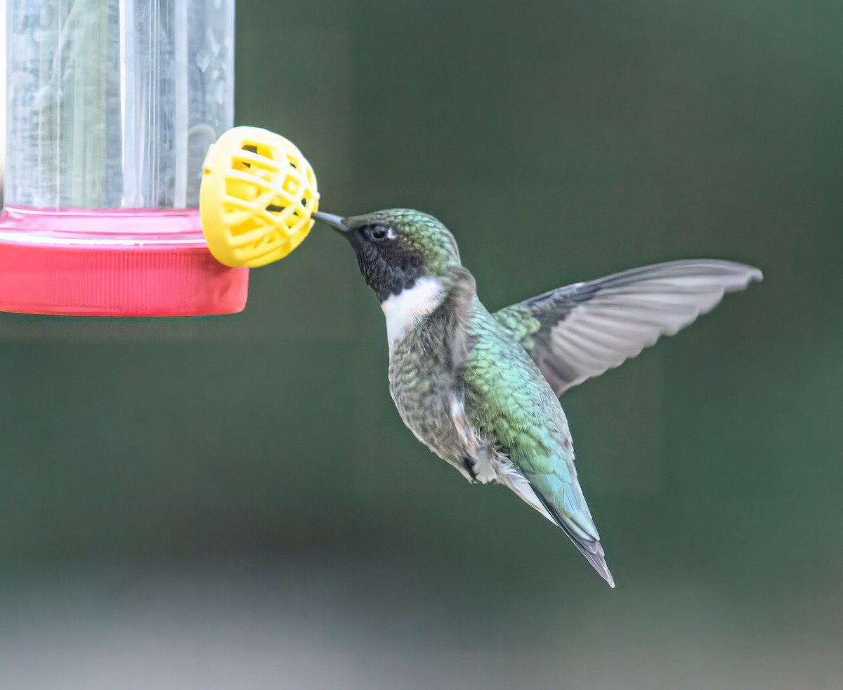 Ruby-throated Hummingbird - Bert Filemyr