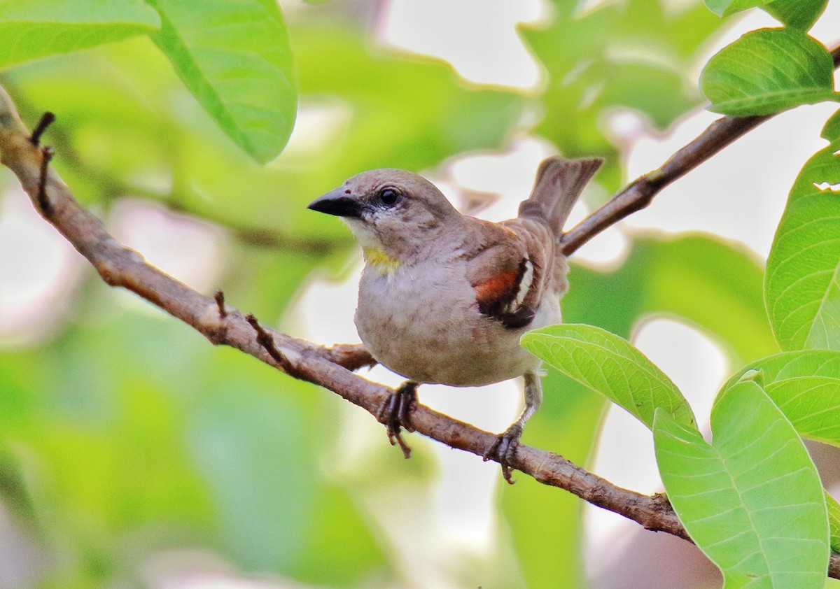 Yellow-throated Sparrow - Anshuman Sarkar