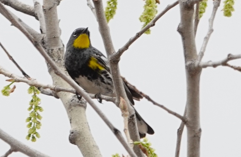 Yellow-rumped Warbler (Audubon's) - ML618018305
