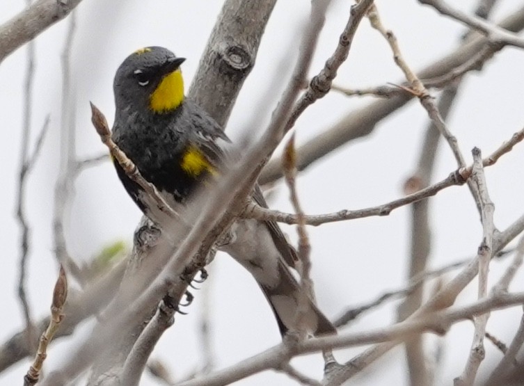 Yellow-rumped Warbler (Audubon's) - Peter Williams