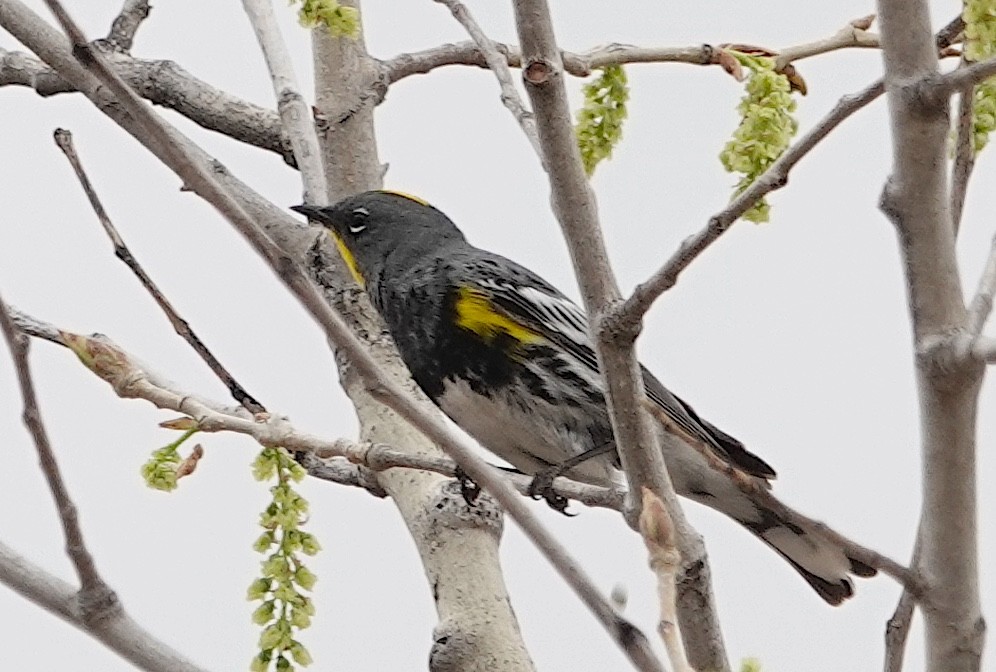 Yellow-rumped Warbler (Audubon's) - ML618018312