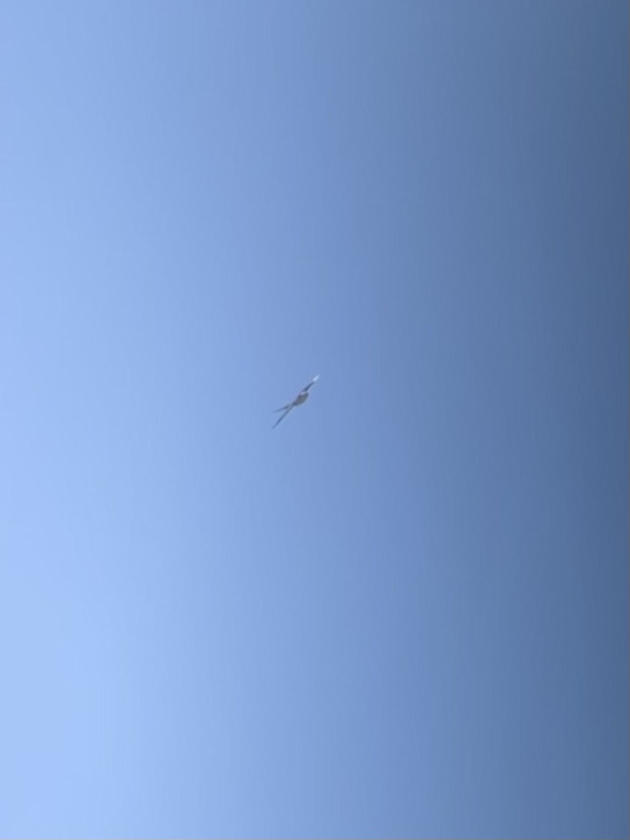 Swallow-tailed Kite - John Shamgochian
