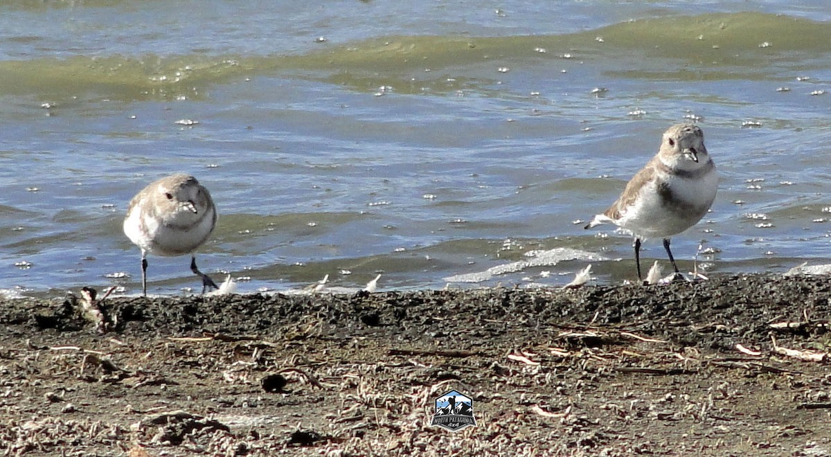 Two-banded Plover - ML618018319