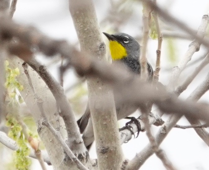 Yellow-rumped Warbler (Audubon's) - ML618018329