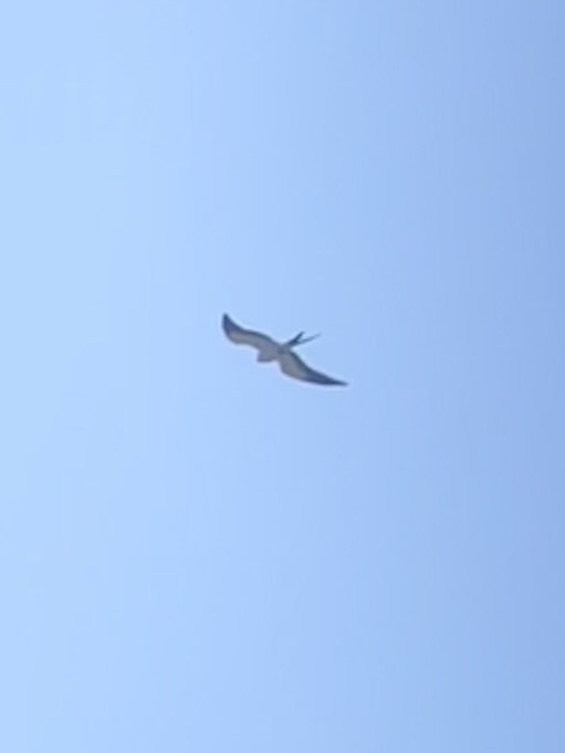 Swallow-tailed Kite - ML618018340