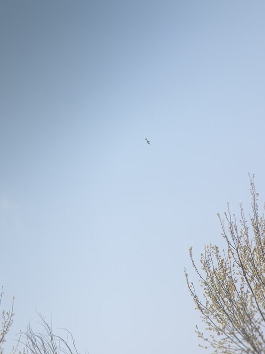Swallow-tailed Kite - ML618018344