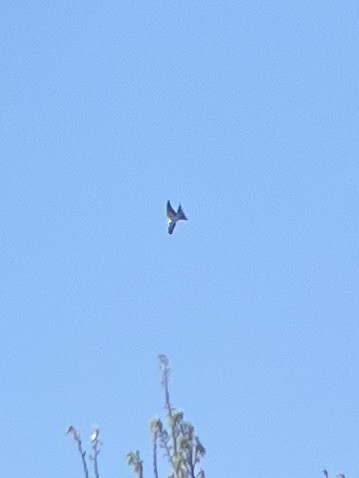 Swallow-tailed Kite - ML618018345