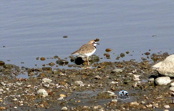 Collared Plover - ML618018347