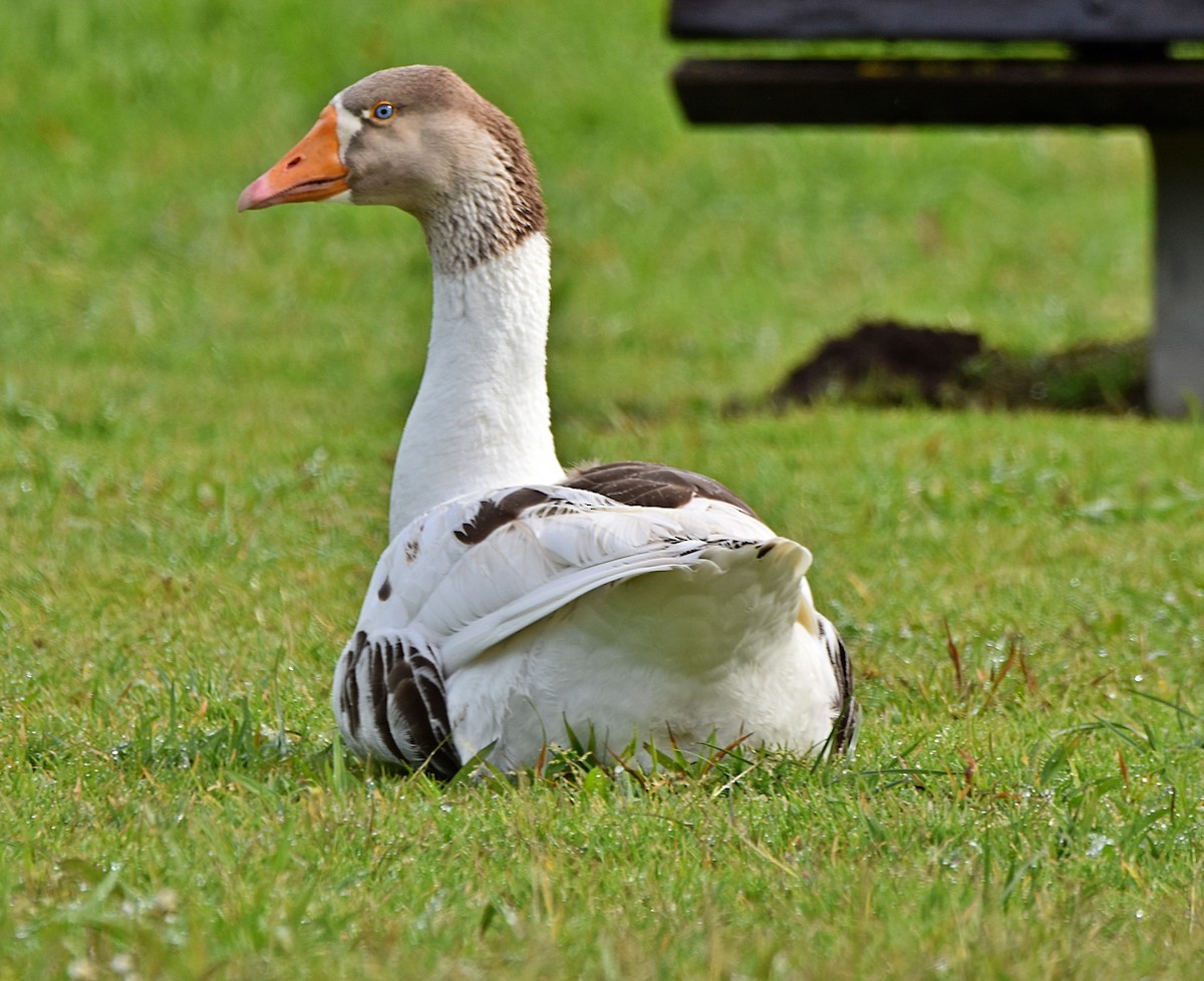 Graylag Goose (Domestic type) - ML618018372