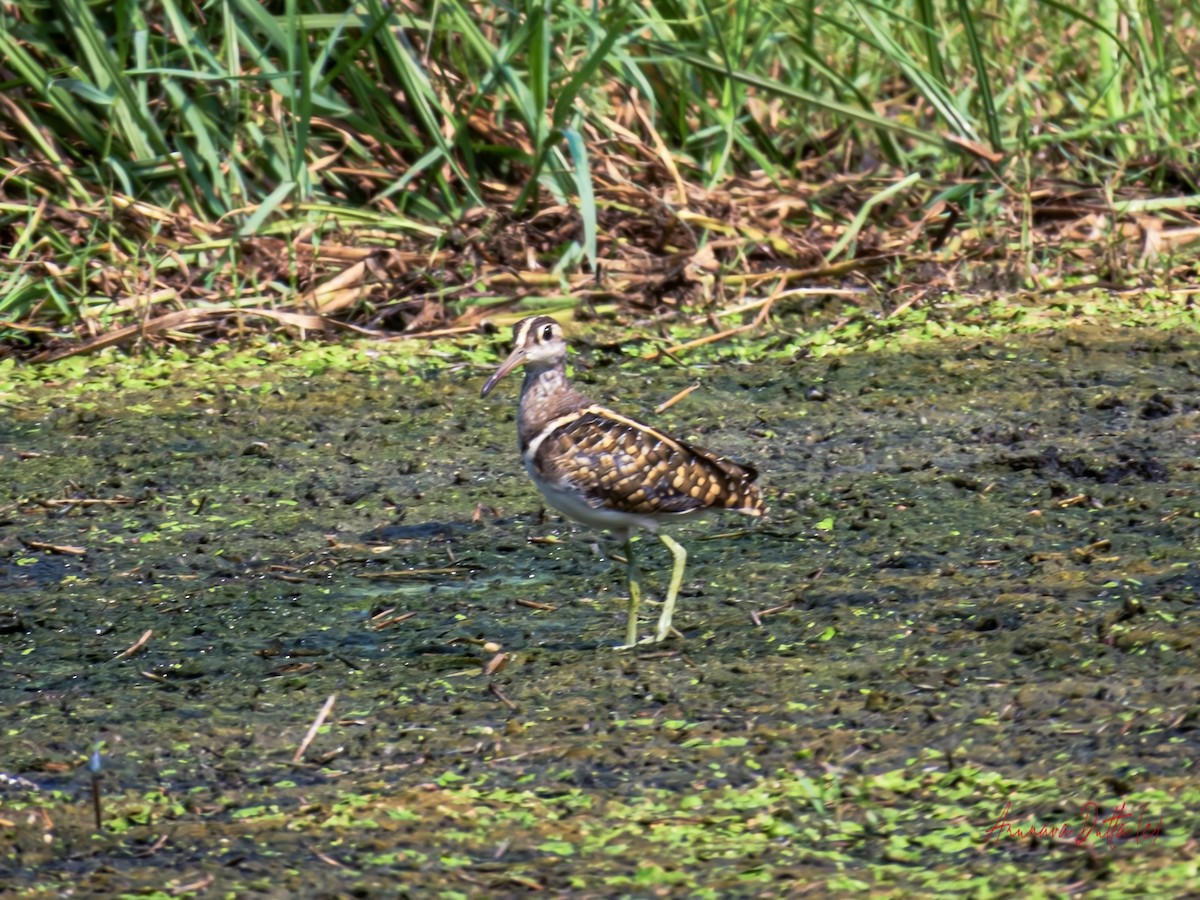 Greater Painted-Snipe - ML618018375