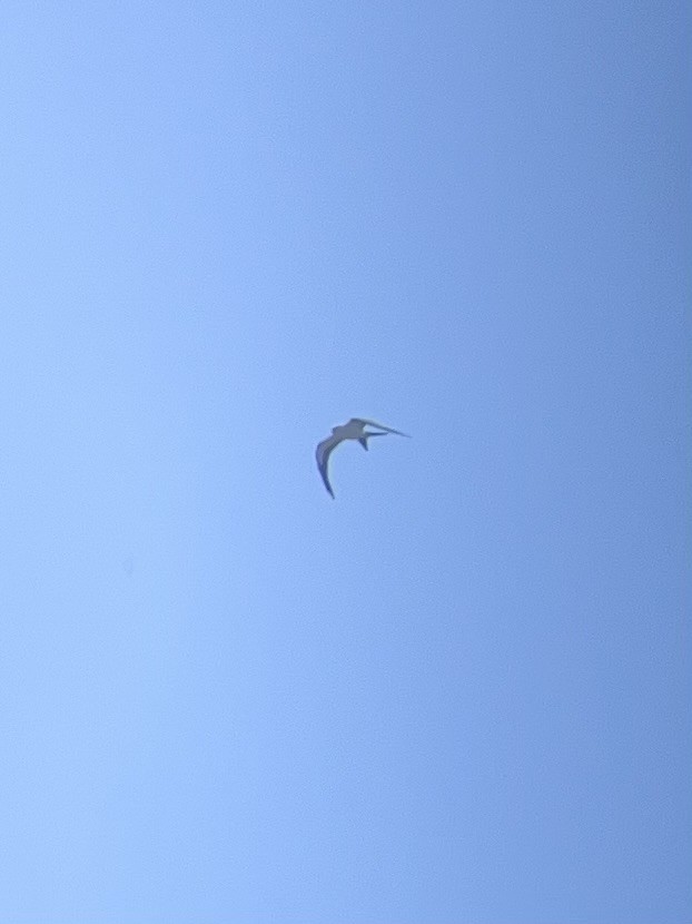 Swallow-tailed Kite - ML618018377