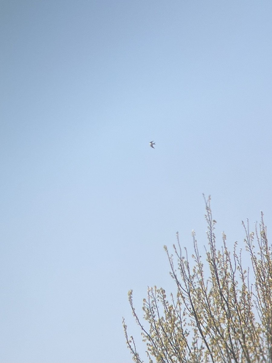Swallow-tailed Kite - ML618018382