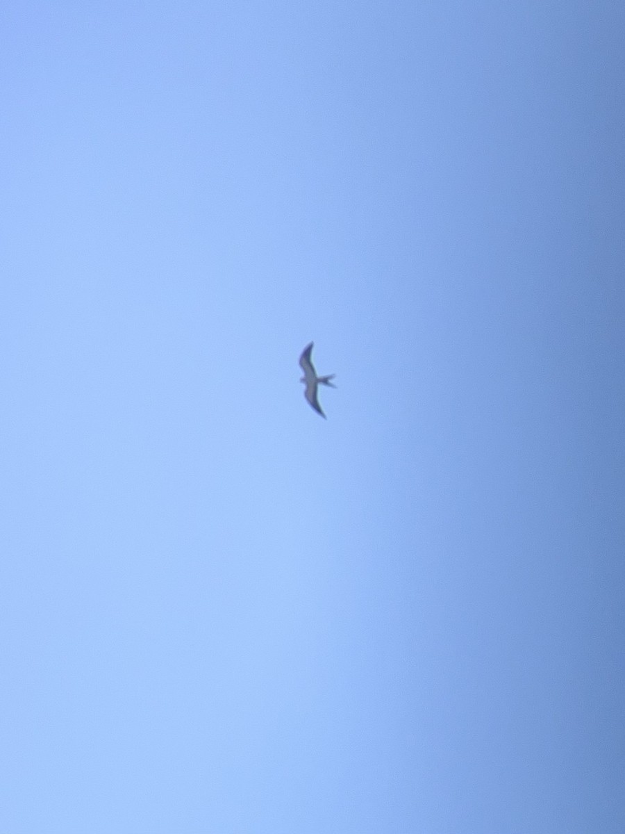 Swallow-tailed Kite - ML618018385