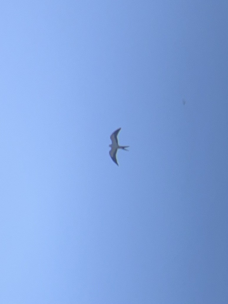 Swallow-tailed Kite - ML618018388