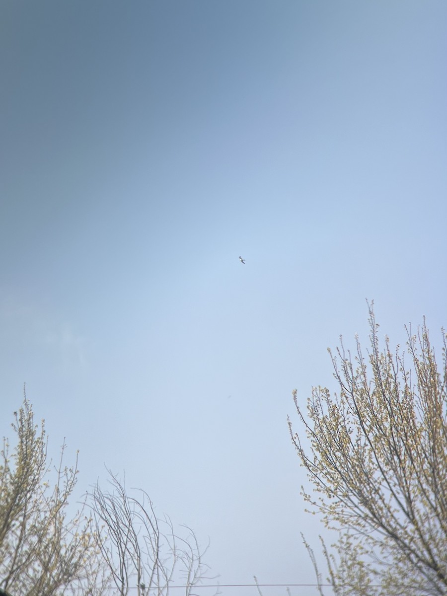 Swallow-tailed Kite - ML618018413