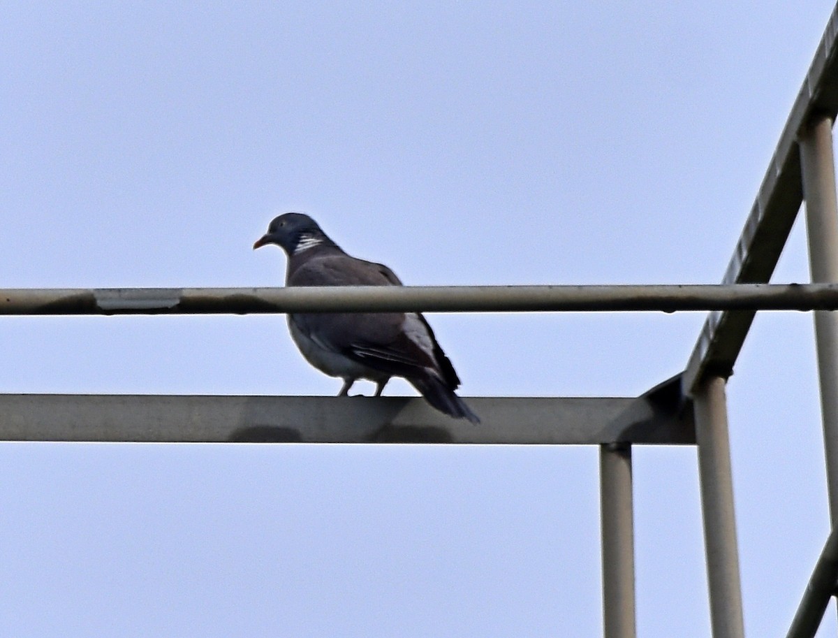 Common Wood-Pigeon - Joao Freitas