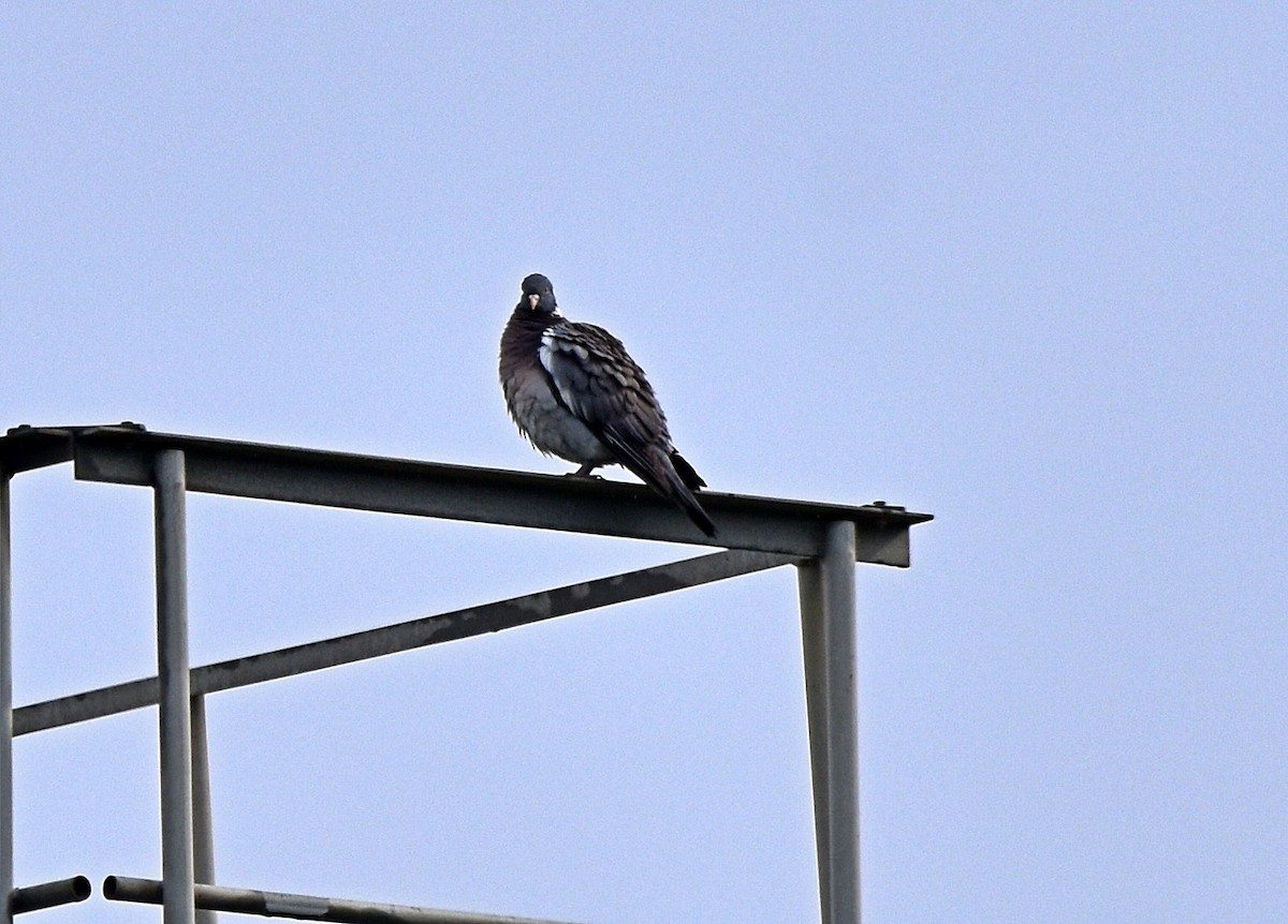Common Wood-Pigeon - ML618018426