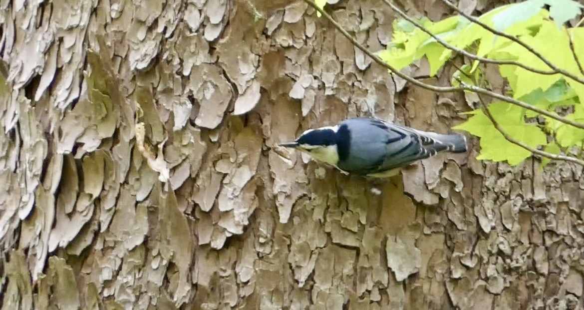 White-breasted Nuthatch - ML618018482