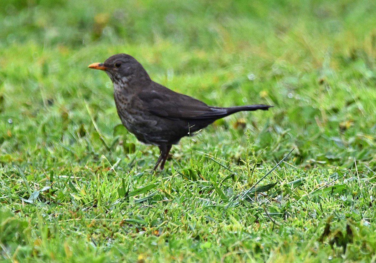 Eurasian Blackbird - ML618018484