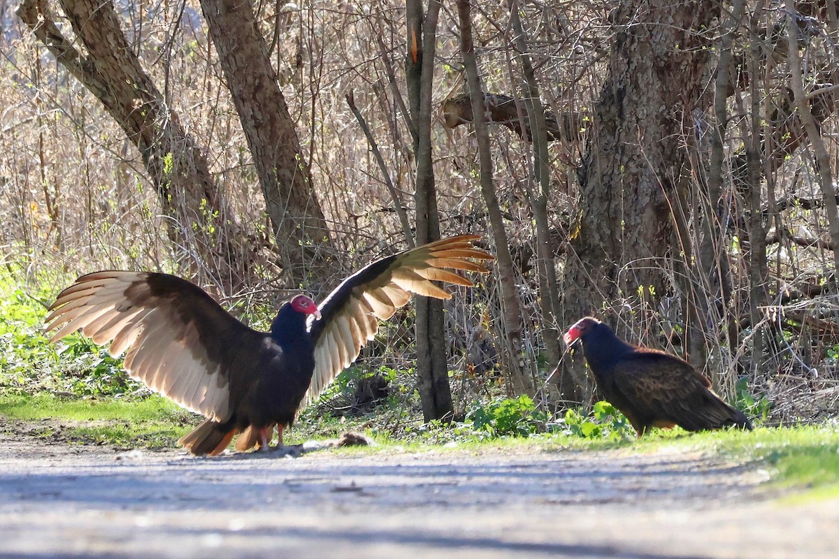 Turkey Vulture - Cathy Brown
