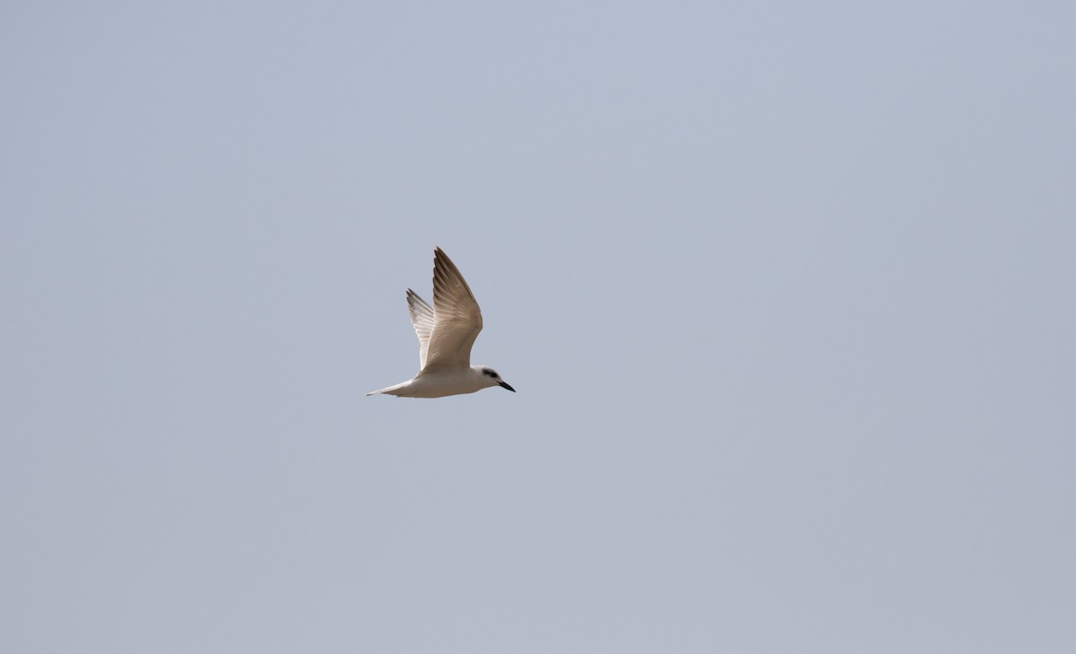 Gull-billed Tern - simon walkley