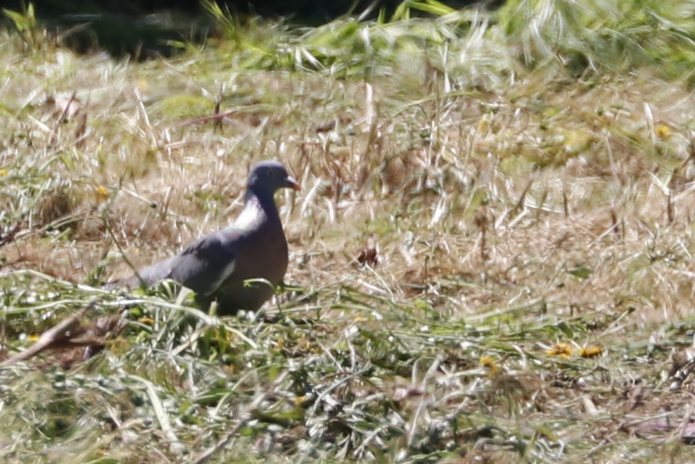 Common Wood-Pigeon - ML618018511