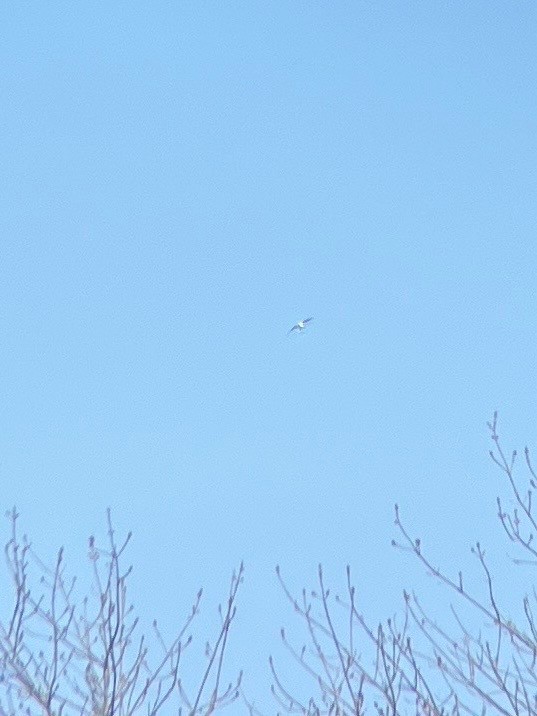 Swallow-tailed Kite - ML618018512