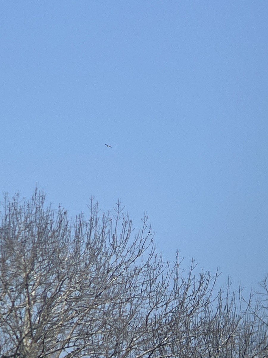 Swallow-tailed Kite - John Shamgochian